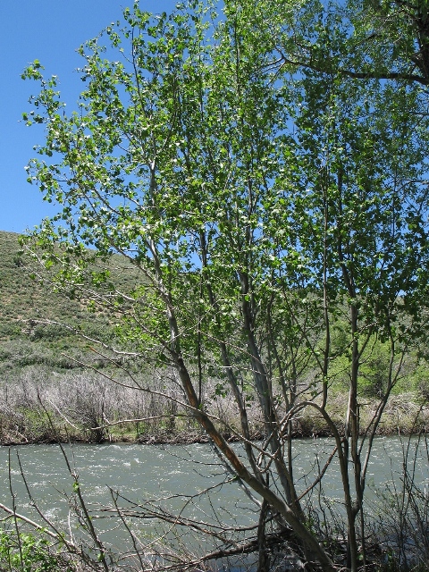 Alnus incana tenufolia